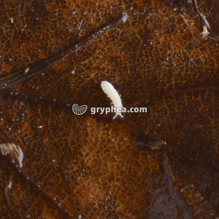 Protoure - gryphea.com